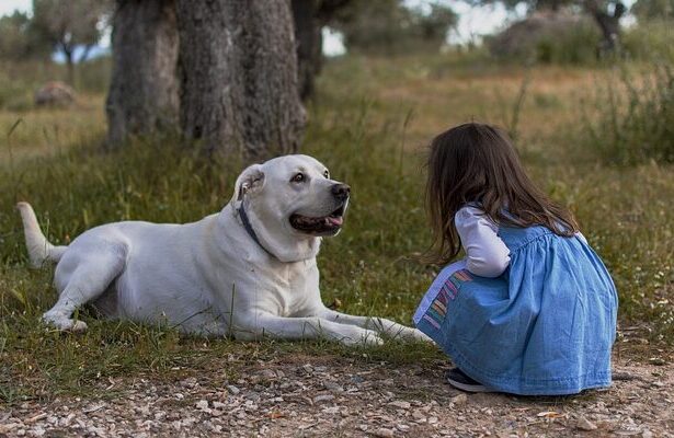 what the heckin dog is All About: A Comprehensive Guide